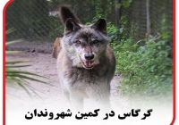 گرگاس در کمین شهروندان 