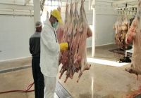 نظارت بهداشتی بر کشتار بیش از 13 هزار رأس دام در شهرستان طرقبه شاندیز   