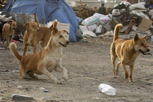 خریداری و رهاسازی سگ‌های ولگرد توسط مدعیان حامی حیوانات