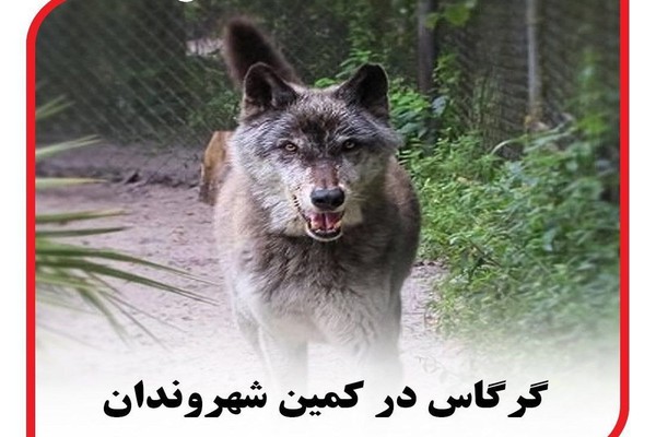 گرگاس در کمین شهروندان 