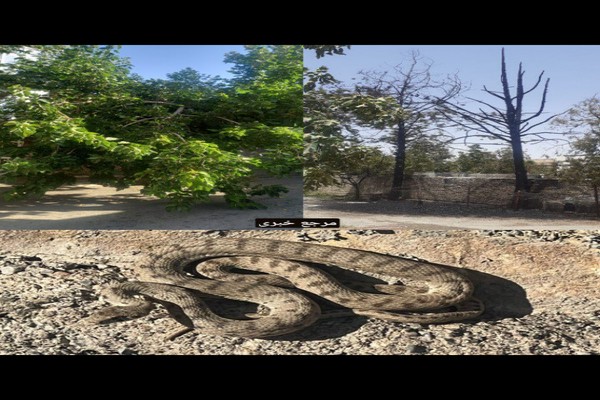 زنده گیری ۳حلقه مارسمی در ساعات مختلف از داخل باغ ویلا و ... 