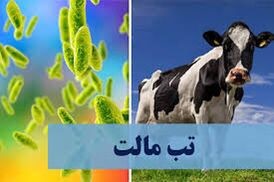 هشدار دامپزشکی طرقبه شاندیز در خصوص بیماری تب مالت  