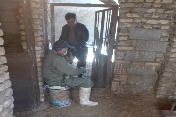 واکسیناسیون بیش از ۳۲ هزار رأس دام سبک علیه بیماری طاعون نشخوارکنندگان کوچک  