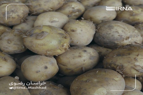 علت گرانی سیب زمینی موجود در بازار خراسان رضوی وارداتی بودن آن است  